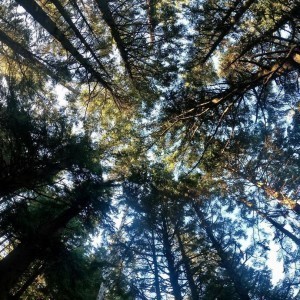 Oregon .Forest